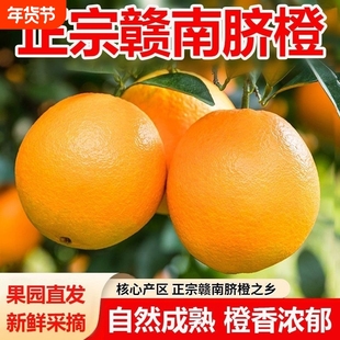 江西赣南脐橙甜蜜多汁现采直发手剥橙子儿童孕妇应季水果皮薄