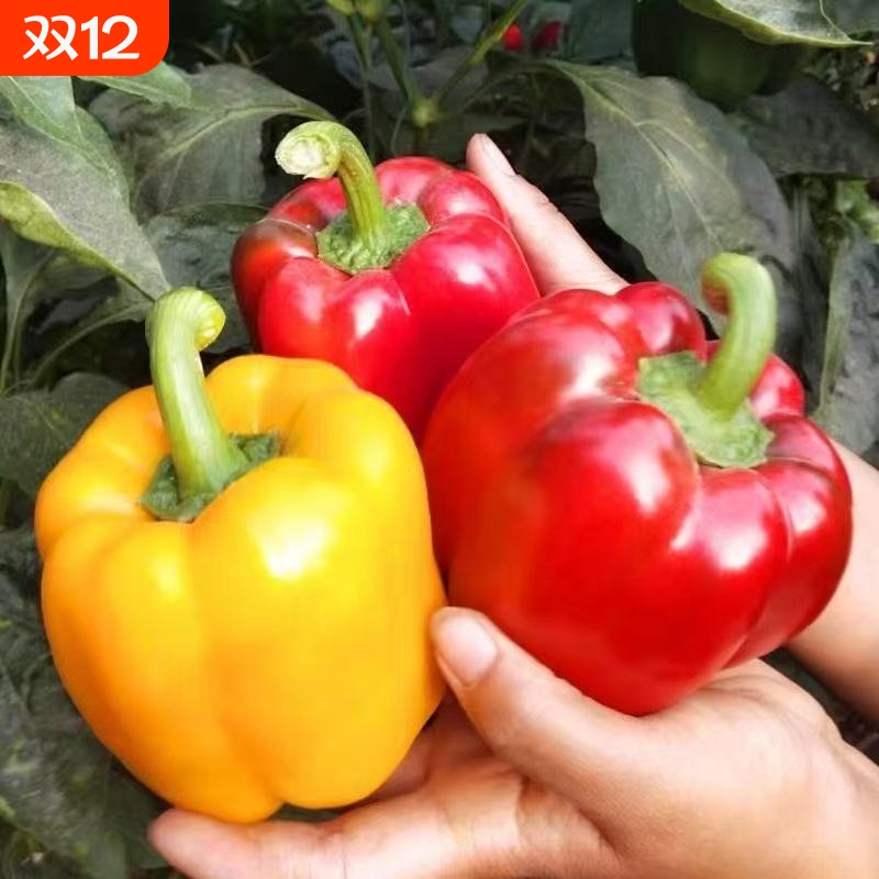 新鲜五彩椒生吃五彩甜椒水果辣椒灯笼椒红彩椒黄彩椒水果椒蔬菜
