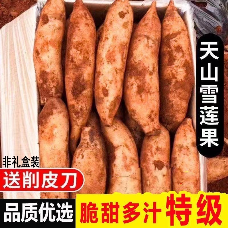 天山雪莲果黄心正宗云南特级水果当季新鲜现挖脆甜多汁整箱10斤装,水产肉类/新鲜蔬果/熟食,雪莲果,淘宝优惠券,粉丝福利购,淘宝优惠卷