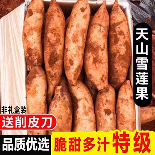 天山雪莲果黄心正宗云南特级水果当季新鲜现挖脆甜多汁整箱10斤装