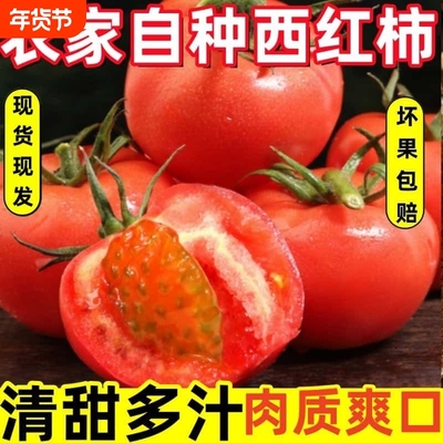 现摘农家水果小西红柿5斤