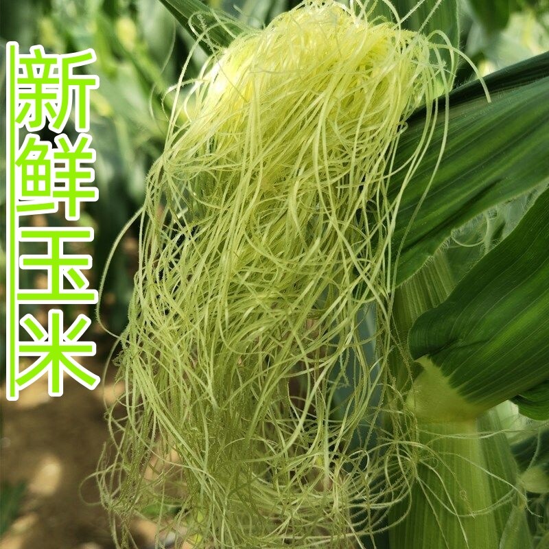 现摘新鲜天然玉米须嫩玉米笋须农家自种当季蔬菜玉米胡须可泡水