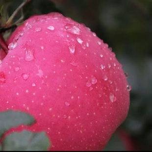 包邮 甘肃静宁精品红富士脆苹果产地直发新品 脆甜多汁爽口新鲜整箱