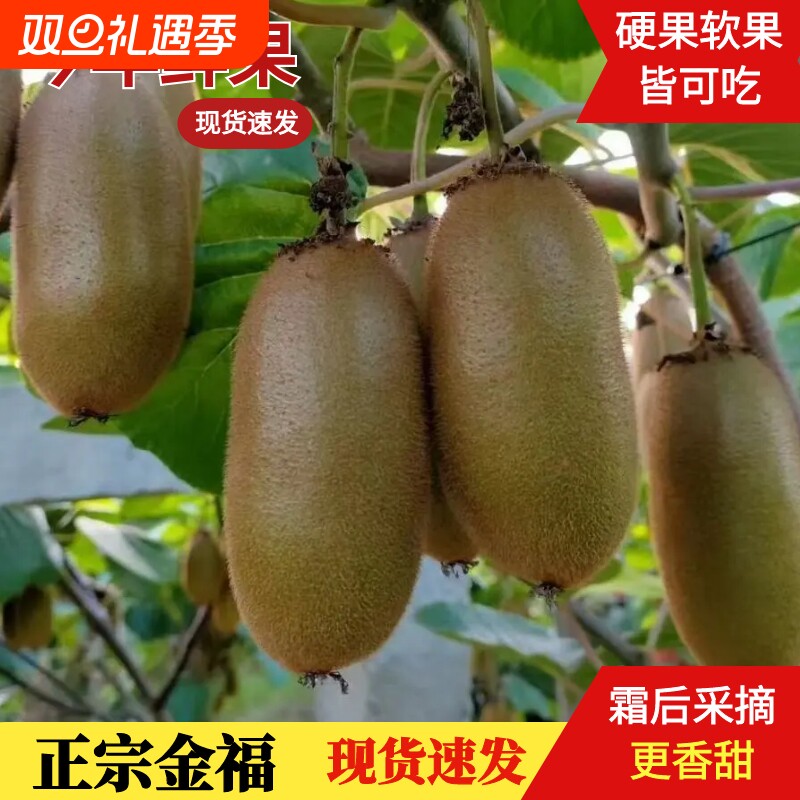 陕西周至正宗金福猕猴桃新鲜当季水果纯甜绿心奇异果硬果即食礼盒