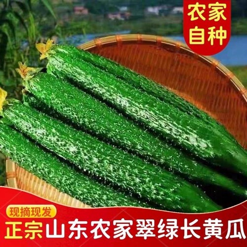 新鲜农家自种山东黄瓜现摘现发