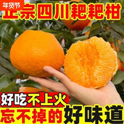 正宗眉山四川春见耙耙柑橘子新鲜水果孕妇当季水果橘子甜蜜多汁