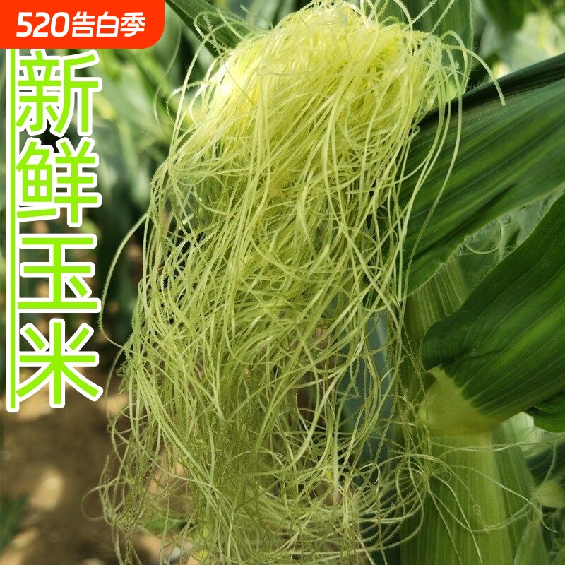 现摘新鲜天然玉米须嫩玉米笋须农家自种当季蔬菜玉米胡须可泡水