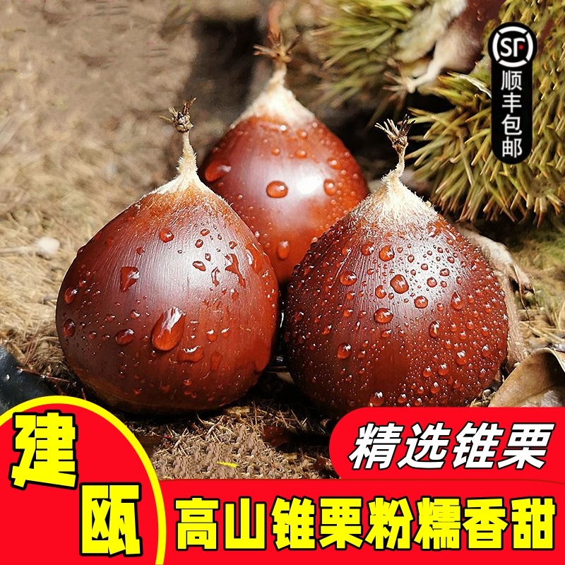 【顺丰到家】建瓯锥栗福建特产正宗生板栗高山野生新鲜现摘油锥栗