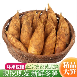 冬笋新鲜黄泥嫩笋带壳毛竹笋尖现挖现发高山野生农家蔬菜火锅配菜