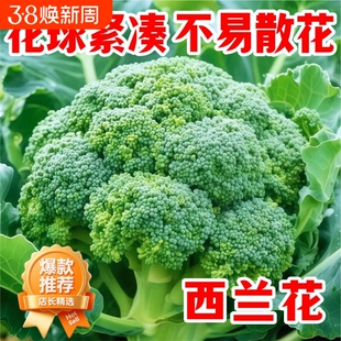 新鲜西兰花青花菜蓝花农家露天自种现摘当季时令脆嫩蔬菜沙拉减脂