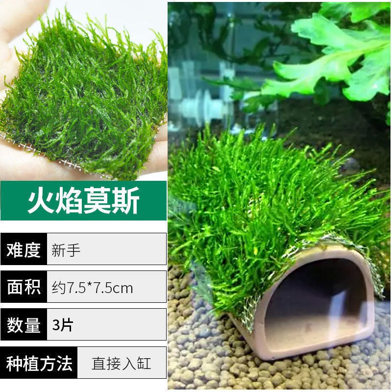 速发莫斯水鱼缸水族造景火焰植物大三角散装莫丝沉木鹿角苔垂泪