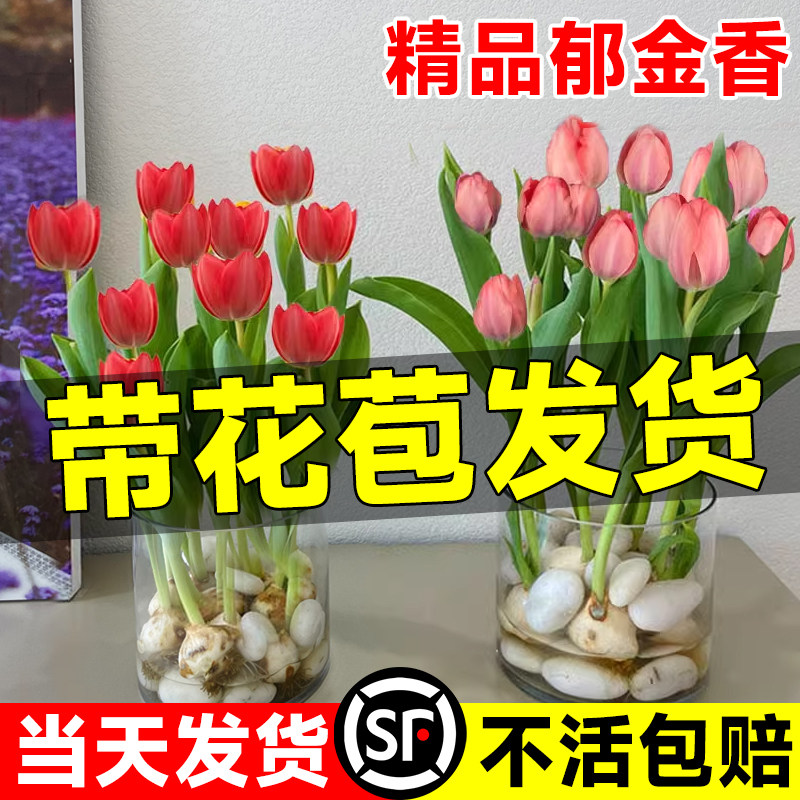 速发郁金香种球盆栽带花苞室内台水净植物郁培香成花苗四季开品花