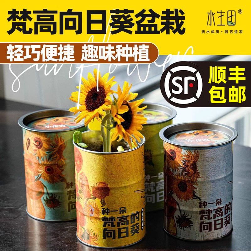 速发儿童种植微景观迷你绿植室盆向花农梵高小日葵罐头植物小内栽