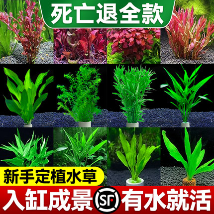 速发水草植物鱼缸造景全套生性水培植物鱼态养阴绿植蜈蚣草莫斯水