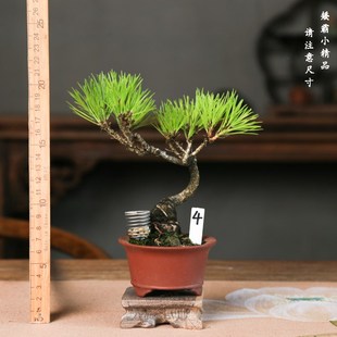 精品三河黑松矮霸盆景一物一拍日本进口品种松树微型小盆栽掌中宝