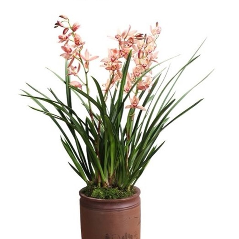 甜香娇美红花 台北小姐 花大 杂交兰浓郁甜香 花色鲜艳