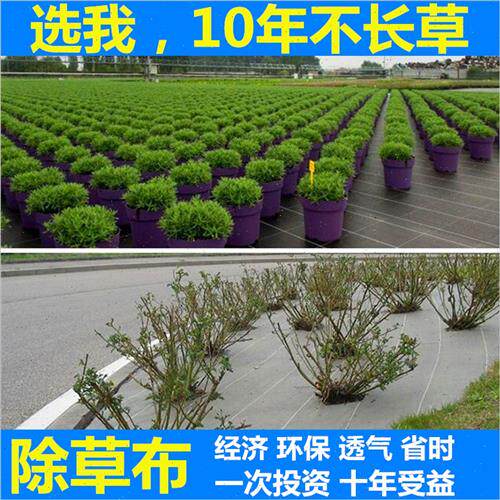 现货速发防草布PE农用除草布果园果树盖草园艺地布片透气保湿