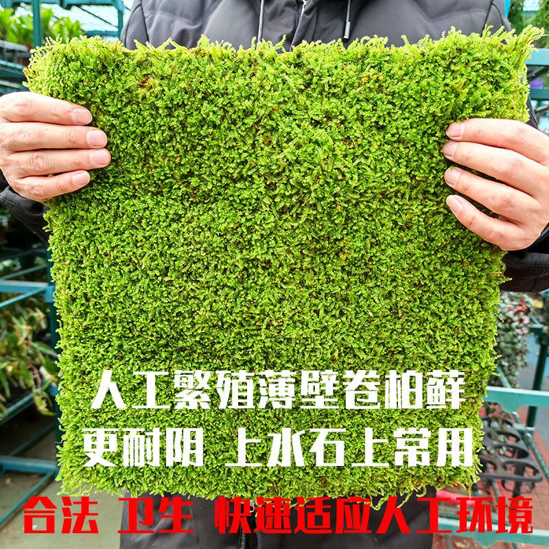 现货速发鲜活人工苔藓植物微景观生态瓶水陆雨林缸造景大羽纱布短