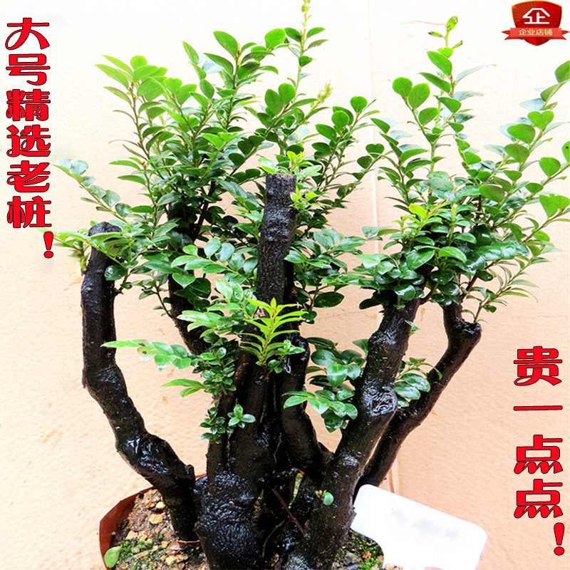 现货速发精选老桩小叶紫檀盆景树桩客厅盆栽室内办公室绿植紫檀名