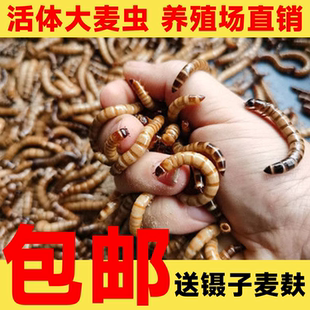 画眉鸟黄粉虫观赏鱼面包虫刺猬饲料金龙鱼活虫乌龟大麦虫钓鱼龟粮