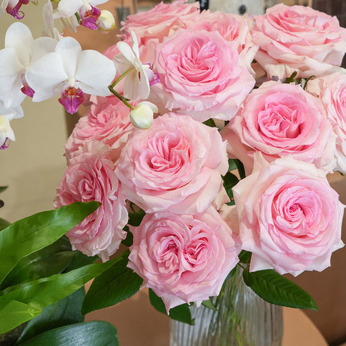 稀有玫瑰花顺丰部分次日达节日通用送女友办公室基地直发优质年宵