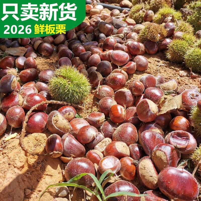 云南特产当季现摘新鲜水果生板栗油锥迁西野小毛栗子带壳包邮