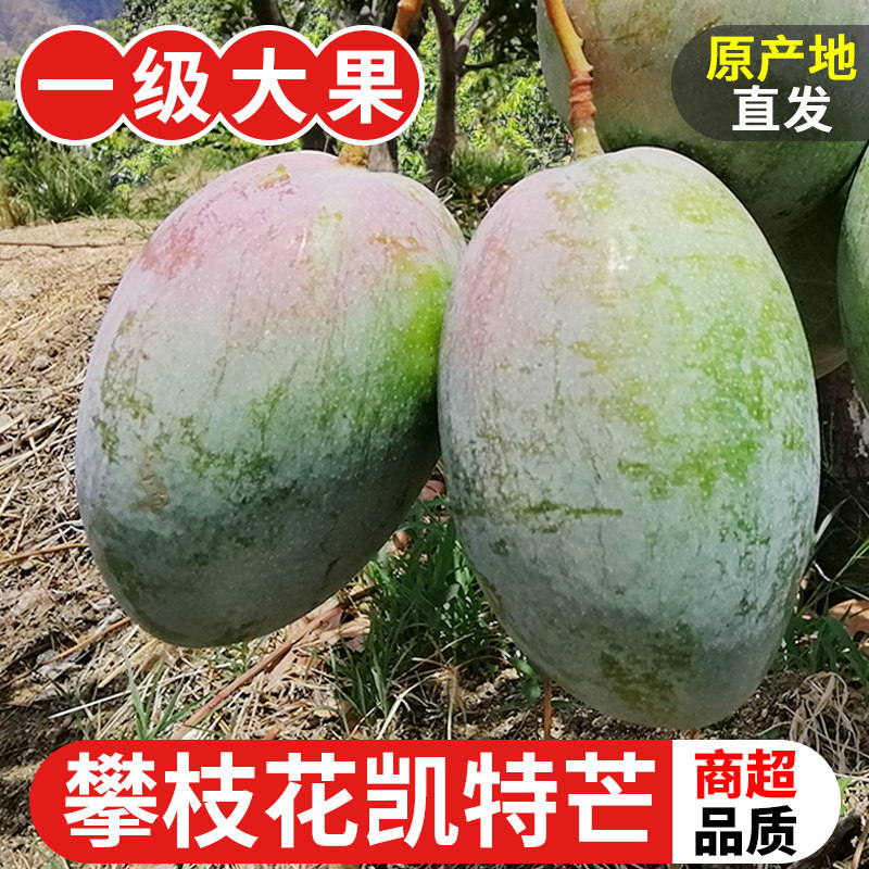 正宗凯特芒新鲜芒果当季水果四川甜心青皮澳芒现摘大果整箱包邮