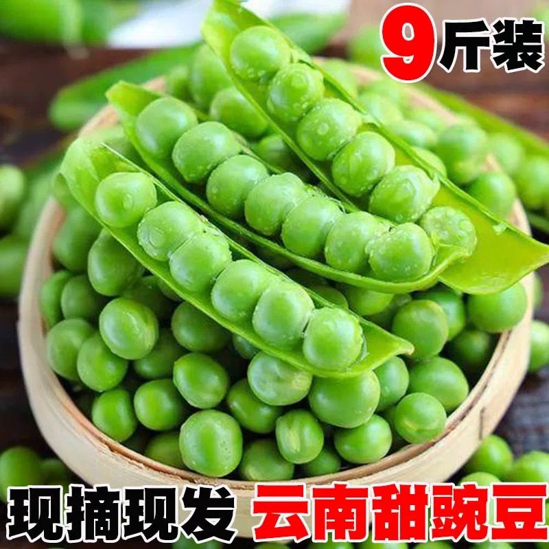 2025豌豆新鲜云南高原带壳青豆角脆甜豌豆荚农家种植现摘现发包邮