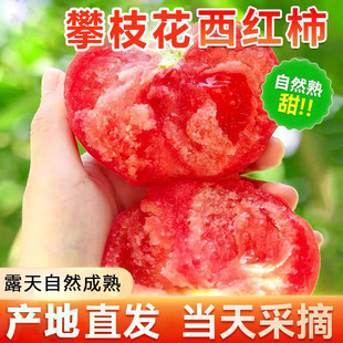 西红柿新鲜自然熟四川攀枝花农家水果生吃的新鲜沙瓤西红柿老品种