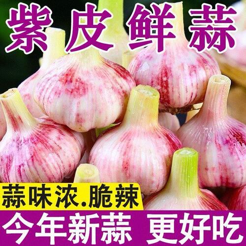 2026现挖头茬鲜蒜湿蒜紫皮蒜多瓣蒜头泡蒜腊八蒜可腌制蒜产地直发