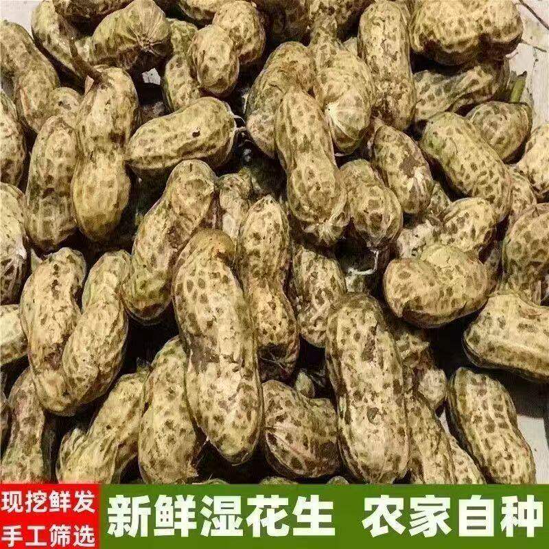 农家特产新鲜花生沙土地带壳湿花生现挖发花生带泥粉皮可水煮花生