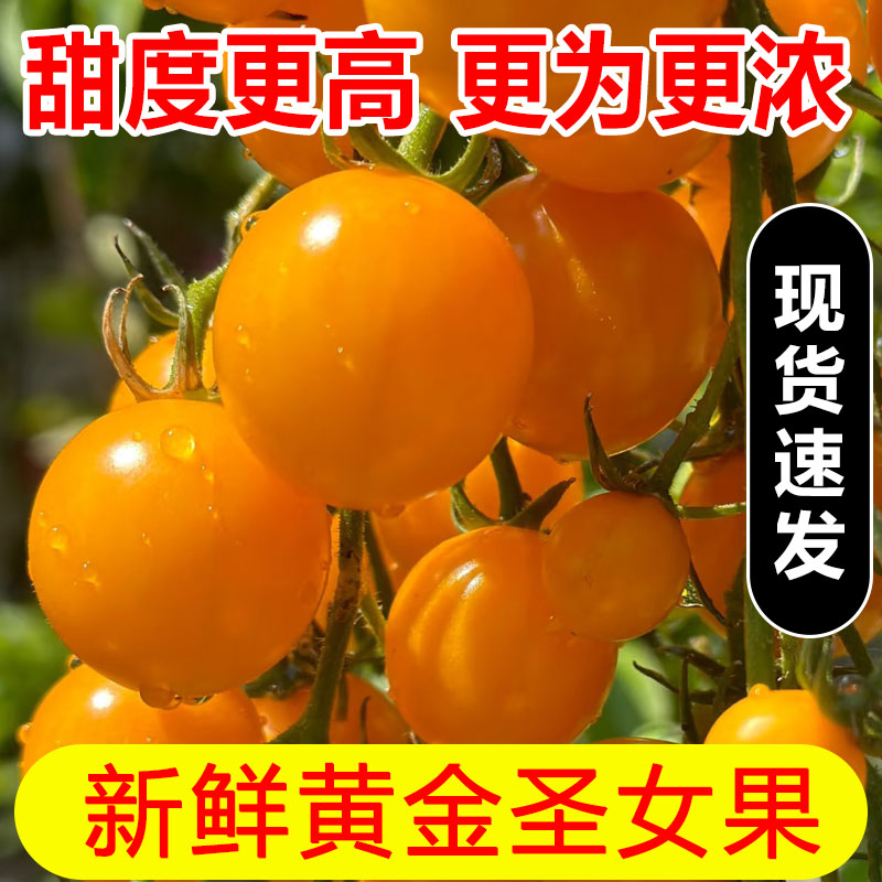 新鲜黄金圣女果农家种植樱桃千禧小番茄水果现摘自然熟黄色西红柿
