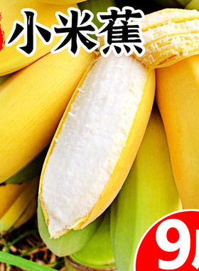 正宗广西小米蕉香蕉10斤当季新鲜水果小香蕉苹果蕉自然熟粉蕉包邮