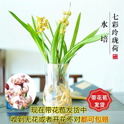 极速现带多花苞可水培七s彩玲珑金荷开花浓香好养室内客厅净化空