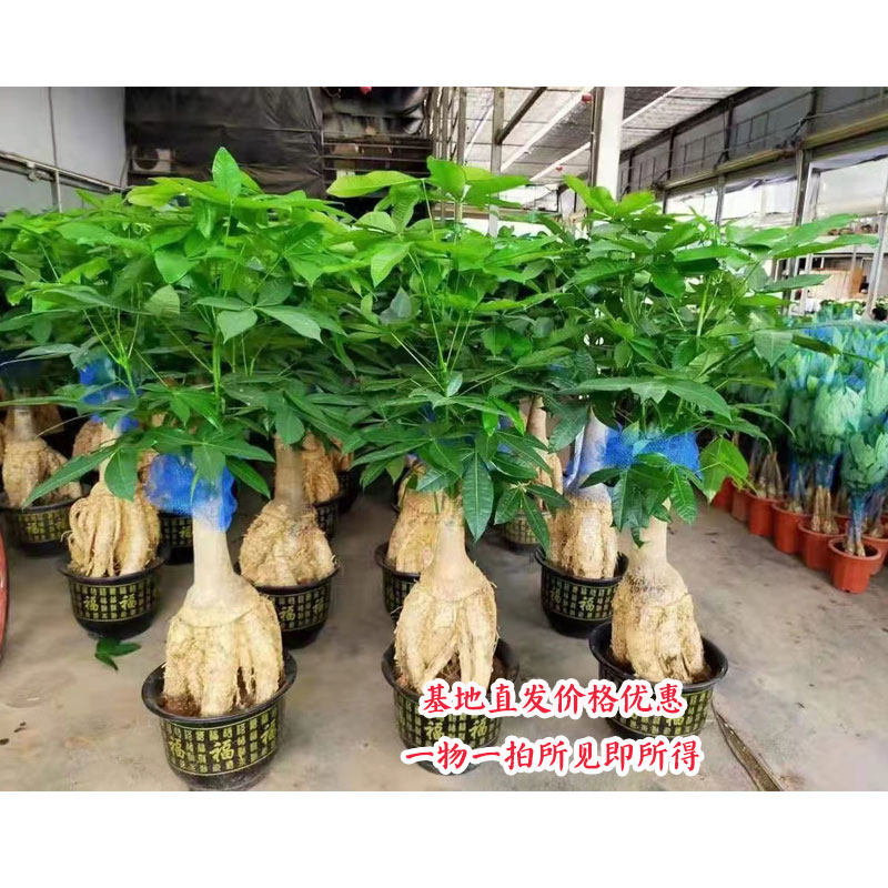 极速厂促提根发财树大头招财树绿植室内客厅办公室开W业乔迁送礼