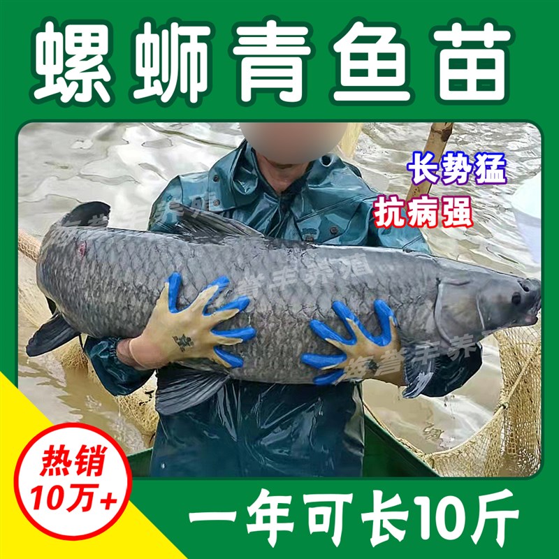 极速优质鲈鱼苗加州鲈鱼苗路z亚苗大口黑鲈鱼苗冷水淡水养殖鱼苗