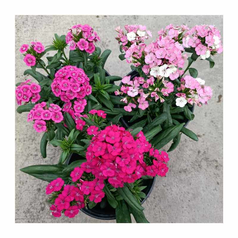 极速霹雳绣球石竹盆栽五彩石竹锦团石竹庭M院阳台花卉植物耐寒皮