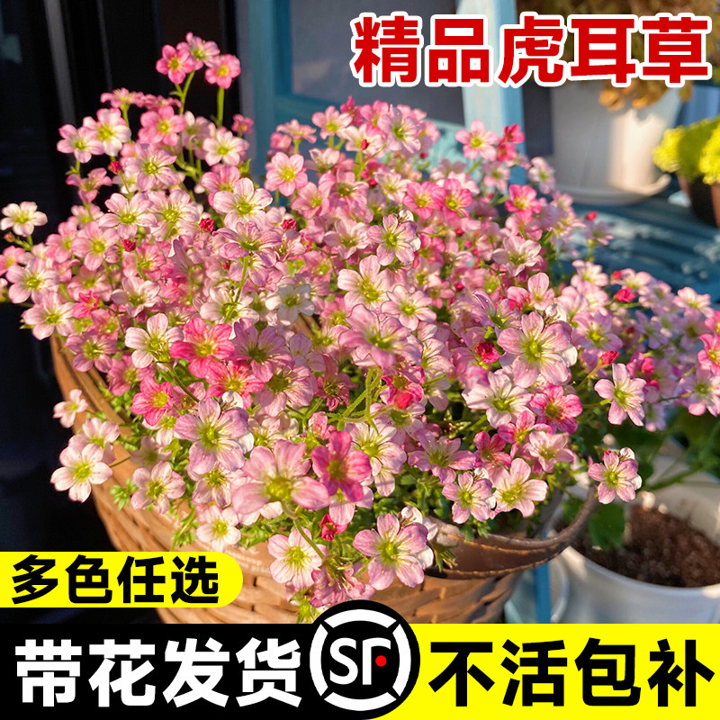 速发高山虎耳花盆栽草苗耐季种易活花卉室内植物花耐寒四热台绿植