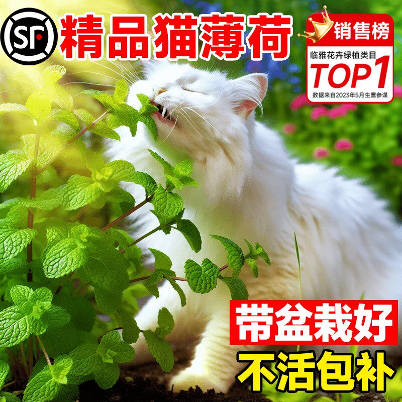 速发猫薄荷盆栽鲜食用种植苗桌面绿植新可薄荷叶室内台季四好养