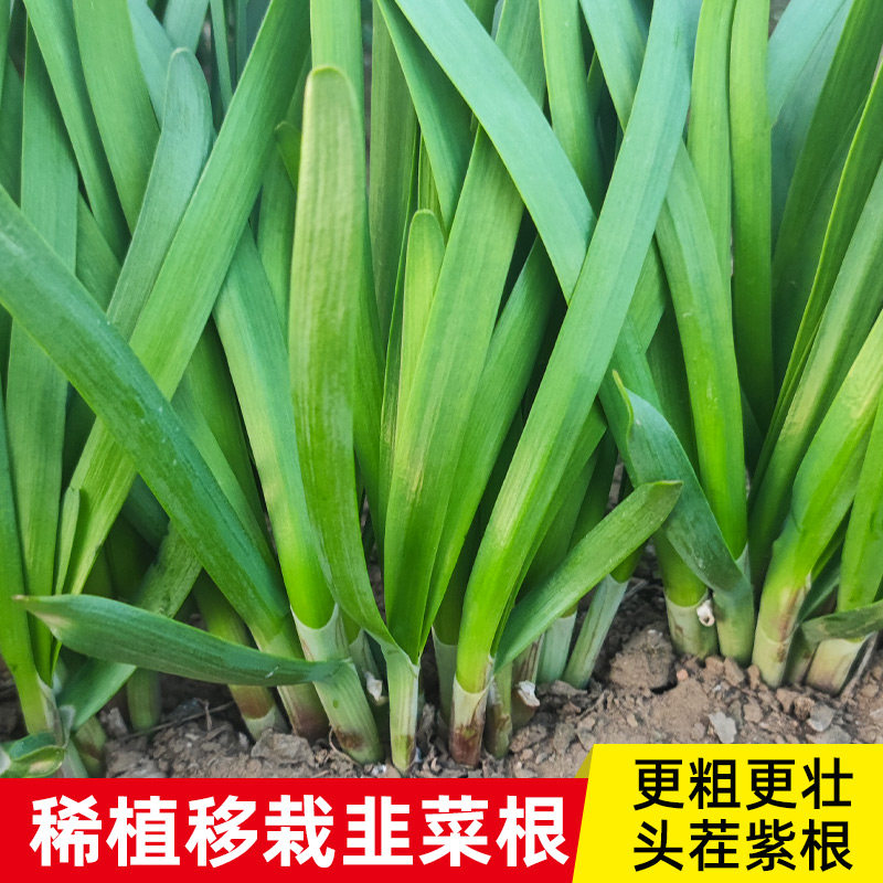 速发稀植移栽现挖种根叶宽韭菜根苗四季红籽子台苗紫根盆栽籽种