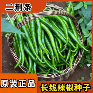 线椒种籽二荆条当季香辣辣椒种子青红辣椒阳台四季基地盆栽农家用