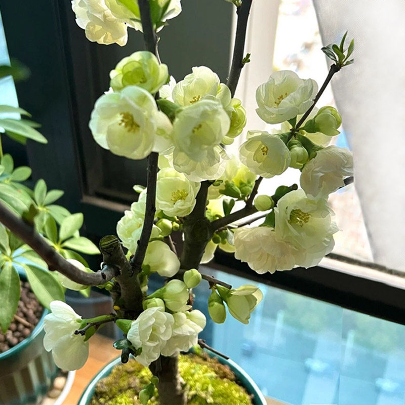 绿宝石海棠花树苗盆景老桩四季海棠盆栽阳台庭院好养室内花卉植物