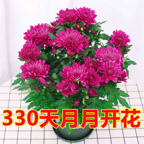 盆栽庭院菊花绿植四季