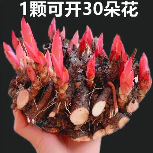 重瓣芍药花苗带6到8芽根块