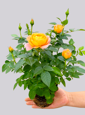 果汁阳台月季花苗四季花卉盆栽绿植物室内花易活玫瑰带花苞庭院