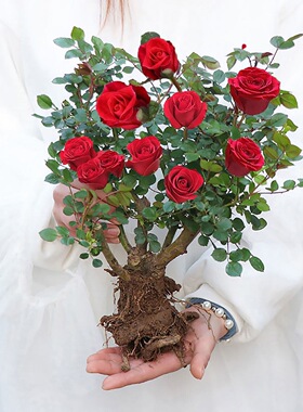 玫瑰花树苗老桩月季花苗大花盆栽四季花卉红蔷薇多色果汁阳台