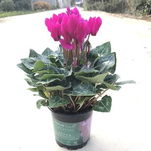 仙客来盆栽带花大重瓣花卉植物室内四季开花阳台丽格海棠玫瑰海棠