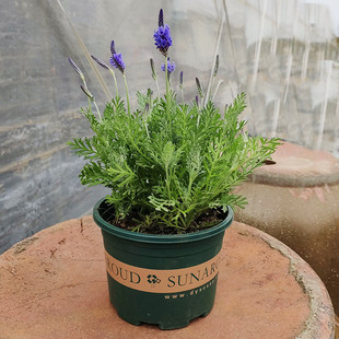 薰衣草盆栽香草植物 羽叶薰衣草造景苗室内阳台庭院花卉净化空气