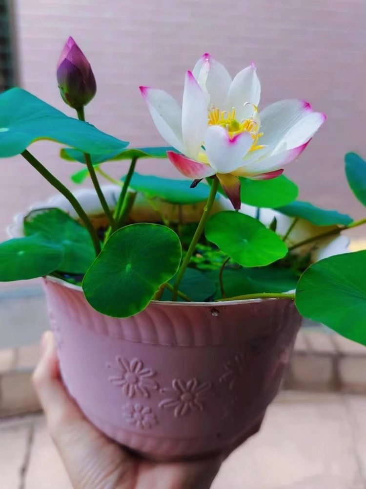 开口碗莲种子无土水培四季播种植物睡莲荷花室内盆栽绿植花卉客厅