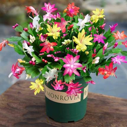 蟹爪盆栽新品植物带花包室内